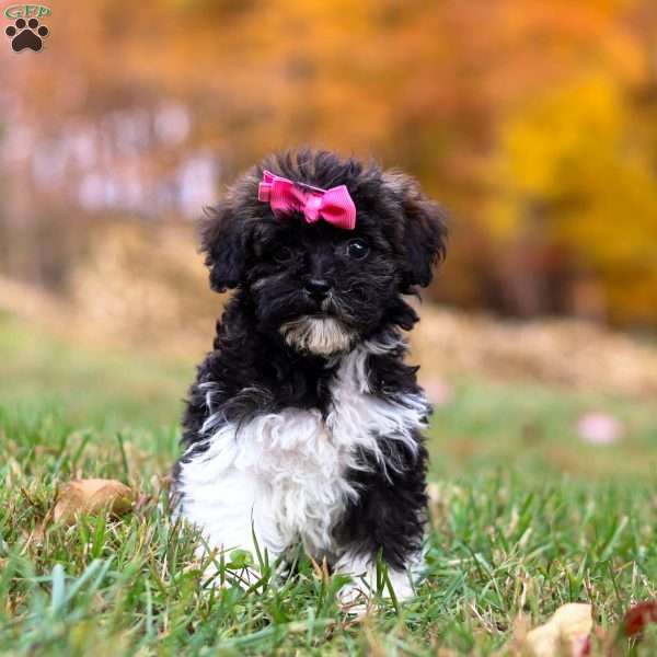 Gracie, Toy Poodle Puppy